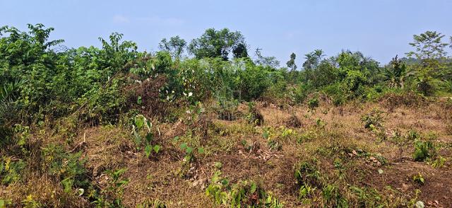 Kebun kosong kuala berang utk dijual 1