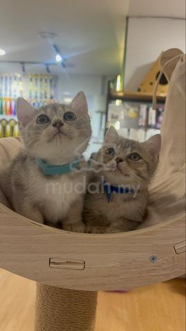 British Shorthair - photo 4 of 6