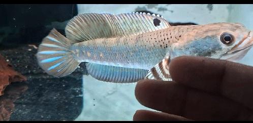 Channa Blue Pulchra  - photo 2 of 2