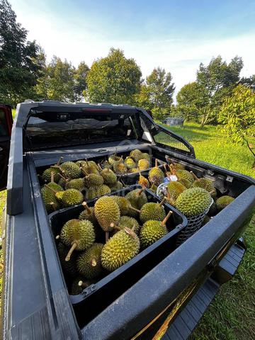Sungkai Durian farm for sale  1