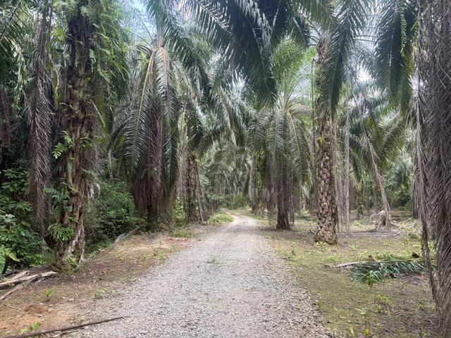 6 acres palm oil land for sale in Kuala Kangsar 1