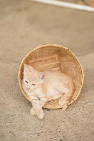 Adorable Cute Brown Kitten - photo 3 of 6