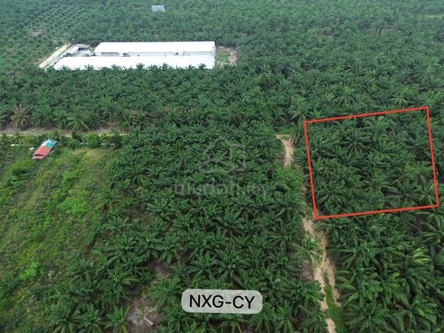 BELOW MARKET‼️2.18 Acre Agriculture Land!Kuala Langat Banting Kelanang 1