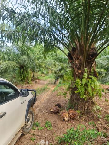 Palm Oil Plantation for sale 1