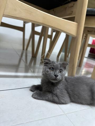 Carousel Image