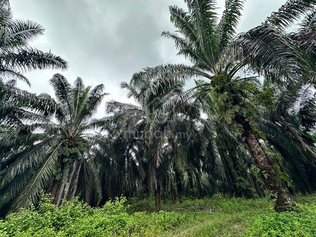 Oil Palm Plantation | Hot Spring | Tawau 1