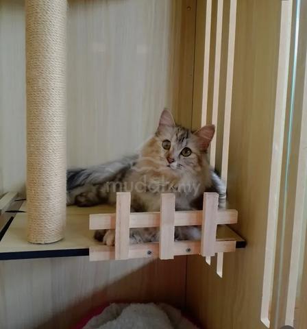 kucing gebu - photo 3 of 3
