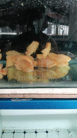 Carousel Image Selected