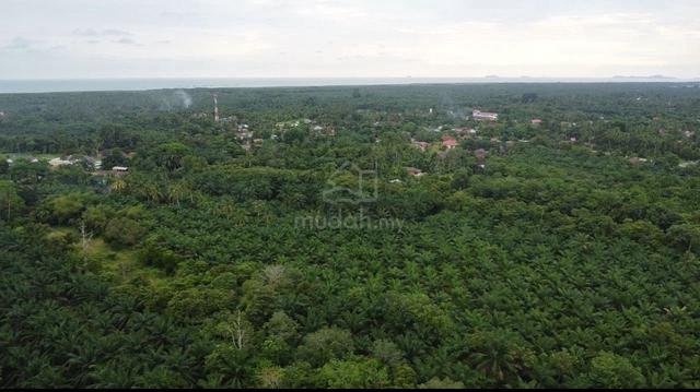 2 Lot Bersebelahan Tanah Sawit Freehold Rezab Melayu Merlimau 1