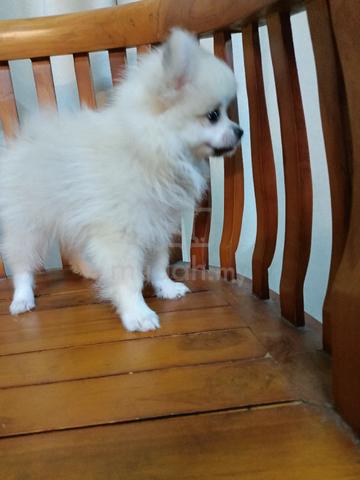 Pomeranian  - photo 4 of 5