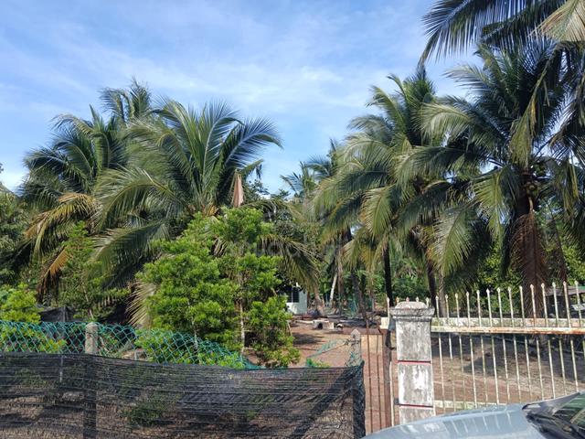 Tanah Kebun Siap Guna Berpagar Ada Pondk Infra Siap Guna 1