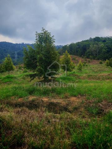 [FREEHOLD] Tampin Negeri Sembilan Durian Plantation Agriculture Land 1