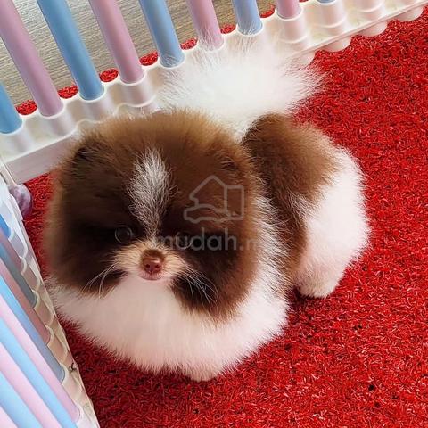 chocolate and tan Pomeranian Pets for sale in Sentul Kuala Lumpur