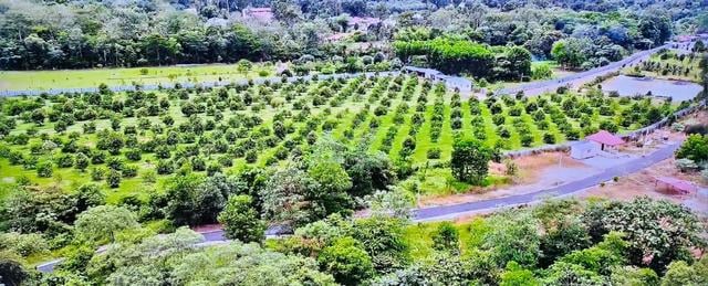 9 Ekar Dusun Musang King & Duri Hitam Tepi Jalan Utama – Batang Kali 1
