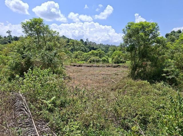 Tanah pertanian untuk disewa di dong,raub,pahang 1
