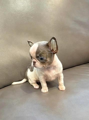 Chihuahua ~11 - photo 4 of 5