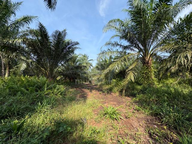 Tanah Sawit For Sale, ADA HASIL, MURAH, Kampung Parit Jerman, Pontian 1