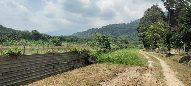 Beautiful & flat agriculture land for sale. 1