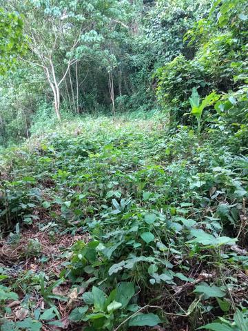 KK Kokol Hill Land For Resort Homestay Menggatal Inanam Poring 5