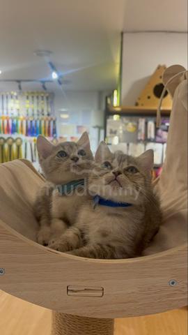 British Shorthair - photo 5 of 6