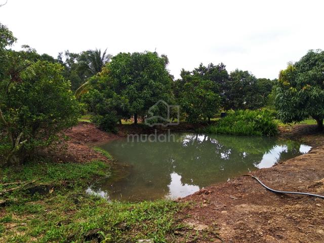 1.12 acres Orchard farm at Nusa Dusun Orchard Resort, Kuala Linggi 5
