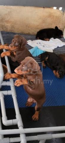 High Quality European lineage Doberman puppies - photo 3 of 4