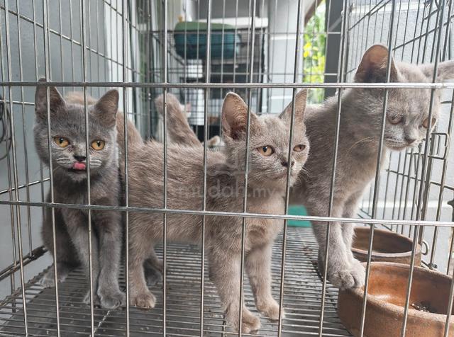 British shorthair - photo 3 of 3