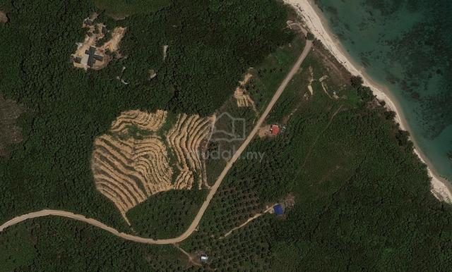 Kebun kelapa sawit 2
