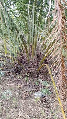 141 Tanah Kelapa Sawit Di Temelong Perak 1