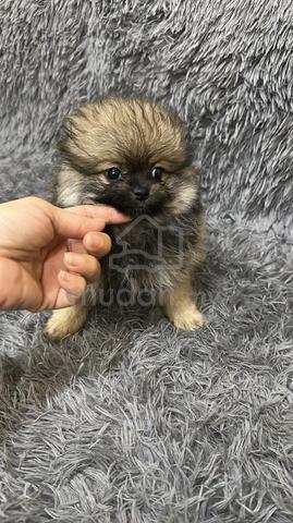Pure Breed Brown Sable Pomeranian (F) 纯种棕褐色博美 女生 - photo 4 of 5