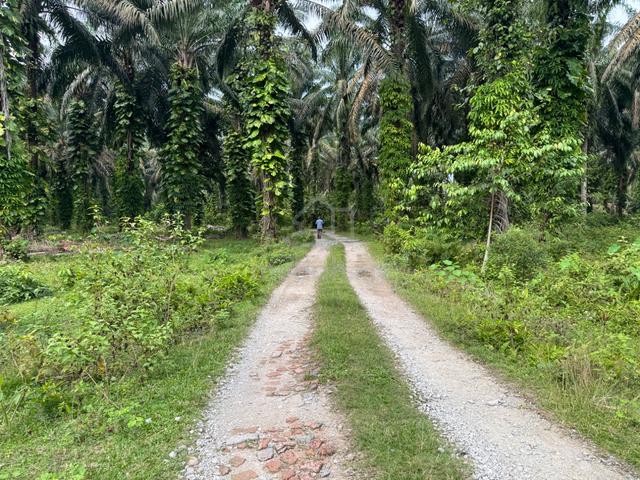 Freehold Agriculture Land For Sale At Sungkai,Bidor,Perak 1