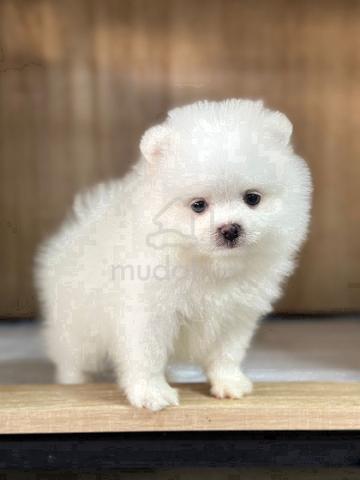 Pomeranian pup cream sable white color - Pets for sale in Bukit ...