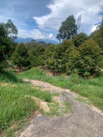 Dusun durian dalam kampung untuk dilepaskan 1