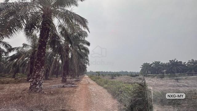 Cheapest 🔥Agriculture Land 29 Acre!Berjuntai Kuala Selangor 1
