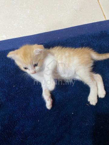 BSH mix SCOTTISH FOLD - photo 3 of 3
