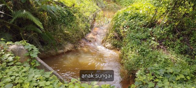 6.5 Ekar di Sega, Raub 1