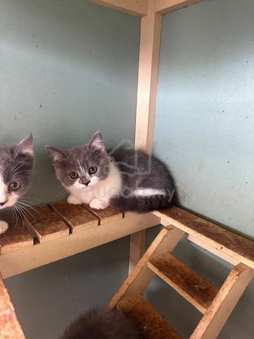 kitten bsh bicolour munchkin - photo 3 of 3