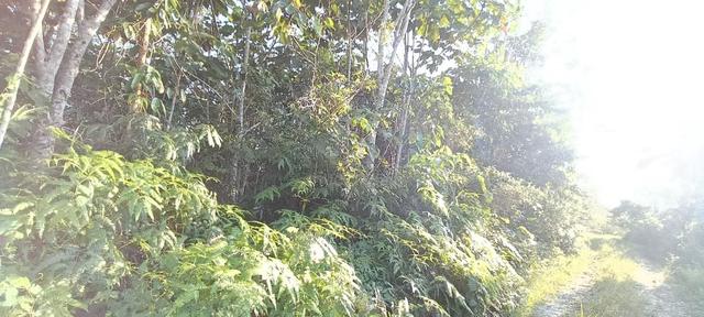 Tanah Getah 5 Ekar Slim River Perak Freehold 1