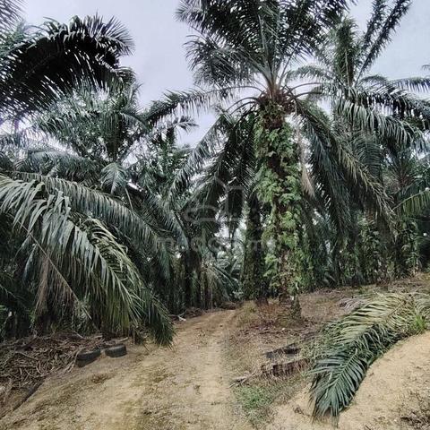 7.28 Acres Agriculture Land @ Taman Impian Jaya, Senai Johor 1