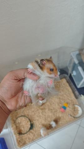hamsters  - photo 2 of 6