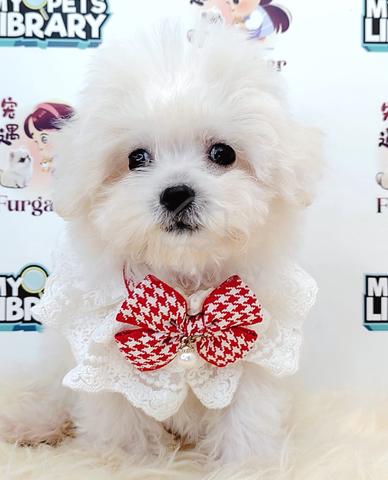 Carousel Image Selected