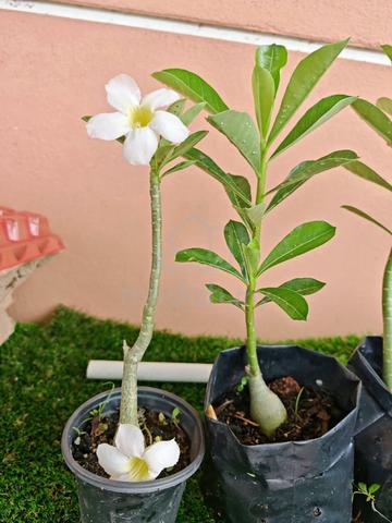 Anak pokok adenium  untuk Dijual - photo 3 of 6