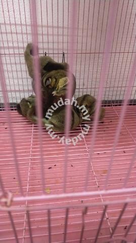 sugar glider 1 family - Pets for sale in Segamat, Johor
