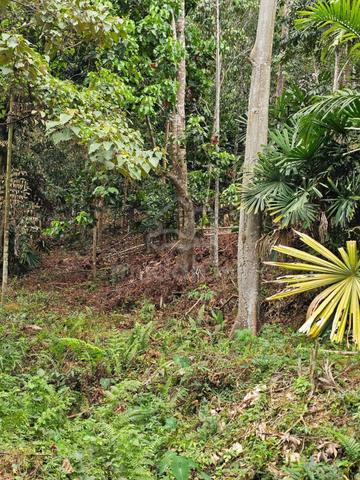 Tanah di Durian Daun sesuai untuk kebun 1