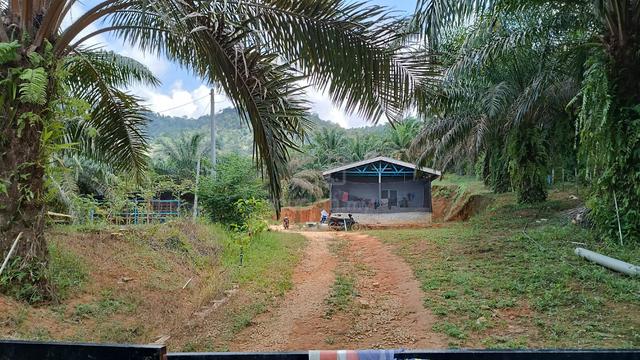 Tanah Kelapa Sawit 10.92 Ekar, Batu Kurau, Rezab Melayu|Freehold bumi 1