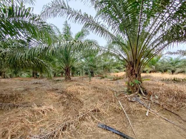4 acres 2 years oil palm Easy access, Freehold, Kota Tinggi 1