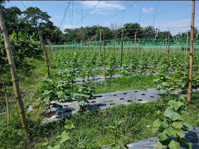 Tanah Pertanian untuk disewa di Simpang Ampat 3