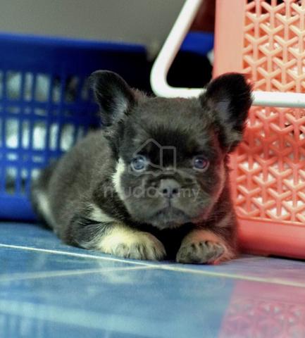 Carousel Image Selected