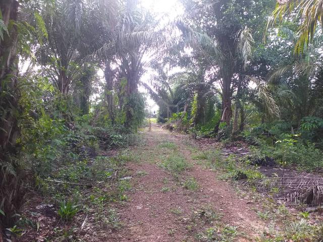 Kebun sawit 3ekar 1