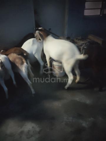 Carousel Image